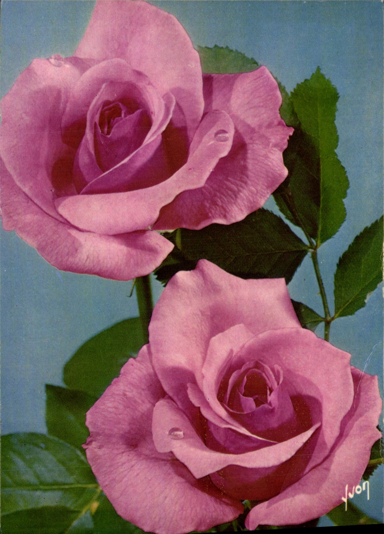 CPM Fantaisie Fleurs Jolies Roses De France