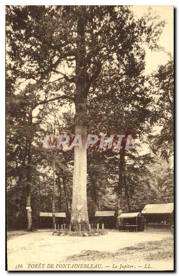 Bosque de Fontainebleau — El Júpiter — LL. n°386