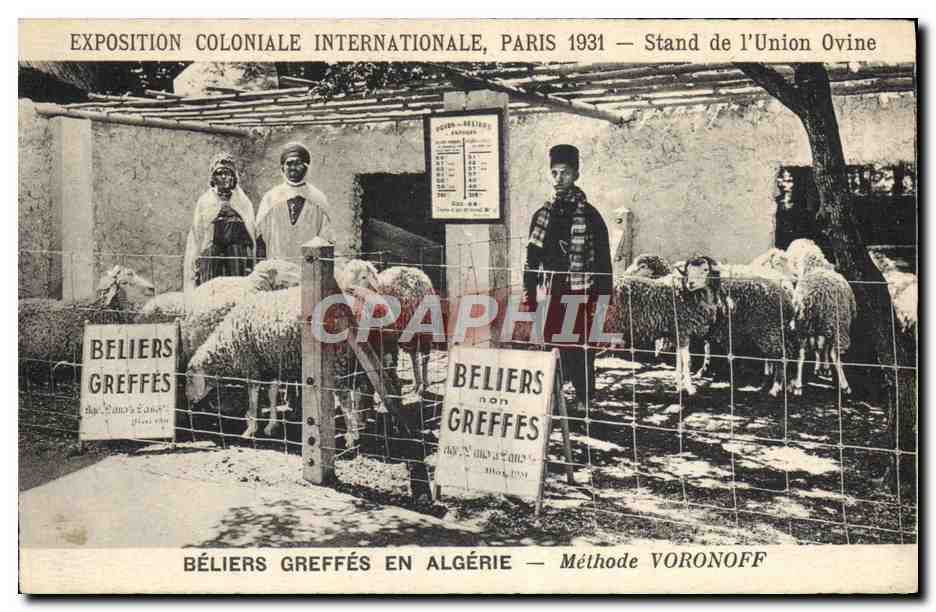 CPA Exposition Coloniale Internationale Paris 1931 Stand de l'union ovine Beliers greffes en Algerie Moutons Voronoff