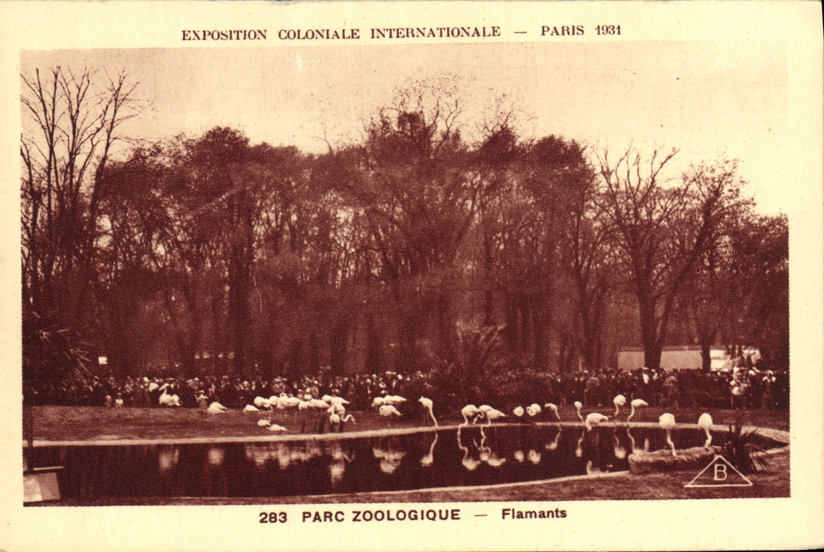 CPA Exposition Coloniale Internationale De Paris Parc Zoologique Zoo Flamants roses
