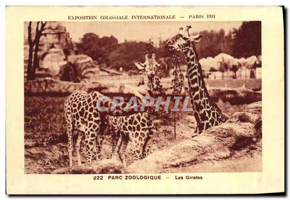 CPA Exposition Coloniale Internationale De Paris Parc Zoologique Les girafes Zoo