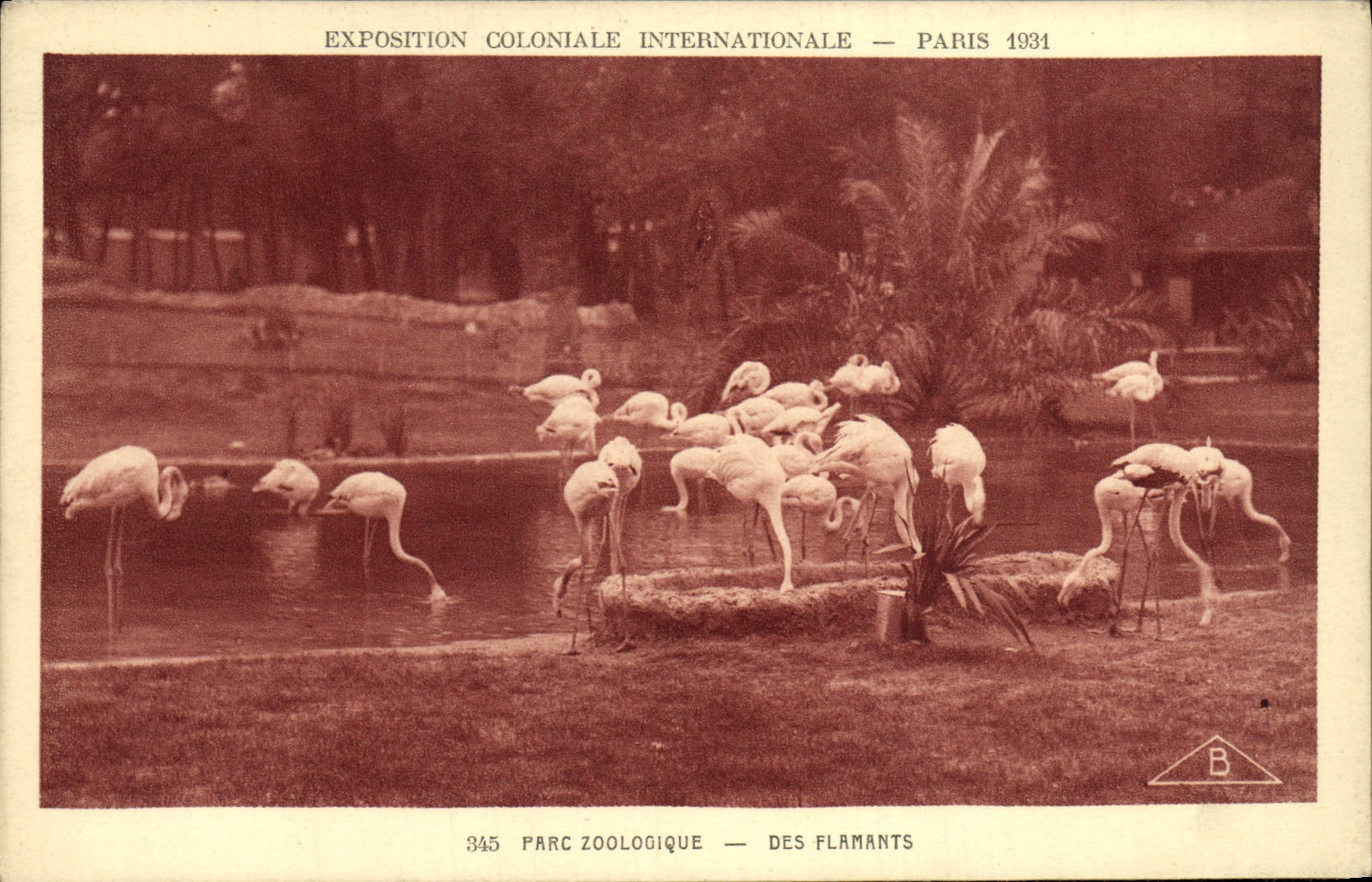 CPA Exposition Coloniale Internationale De Paris Parc Zoologique Flamants roses Zoo