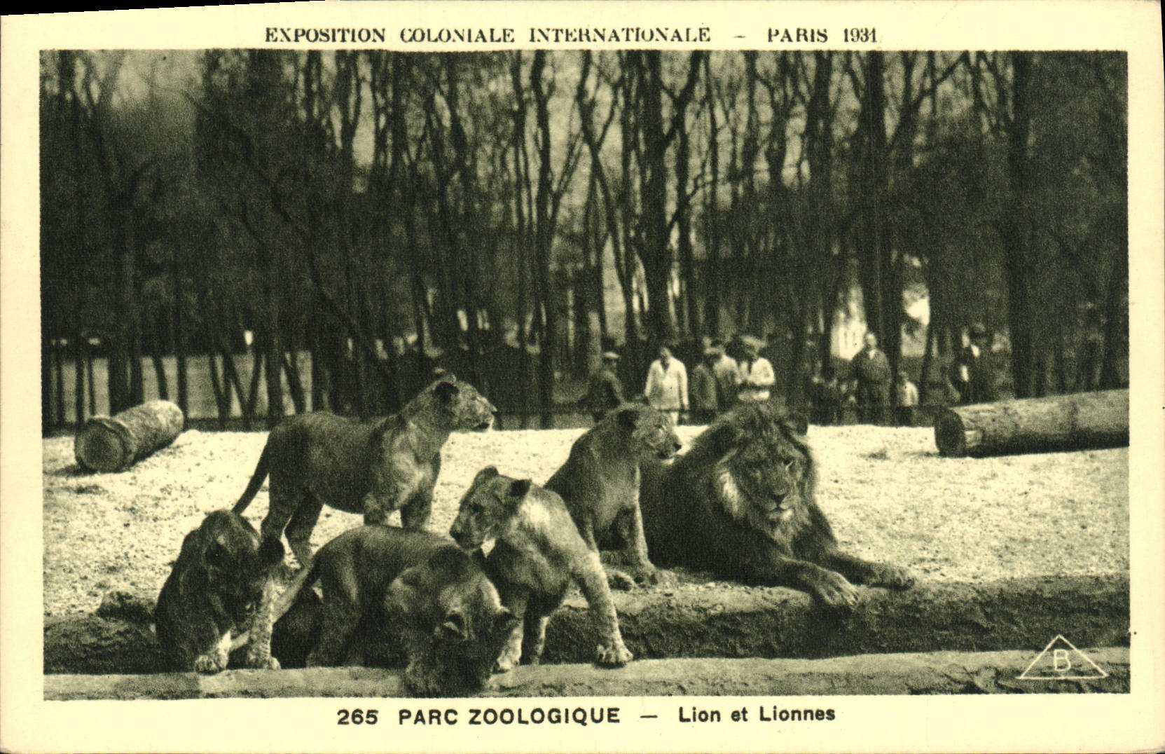 Lion et Lionnes — Exposition Coloniale Internationale - Paris 1931 — Parc Zoologique