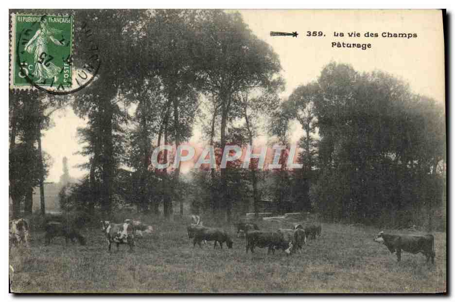 CPA La Vie Des Champs Paturage Vaches