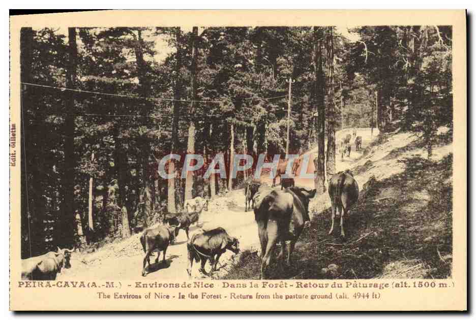 CPA Peira Cava Environsde Nice Dans la Foret Retour du Paturag Vaches
