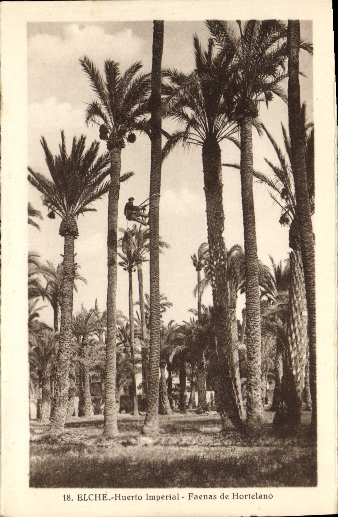 CPA Elche Huerto Imperial Faenas de Hortelano