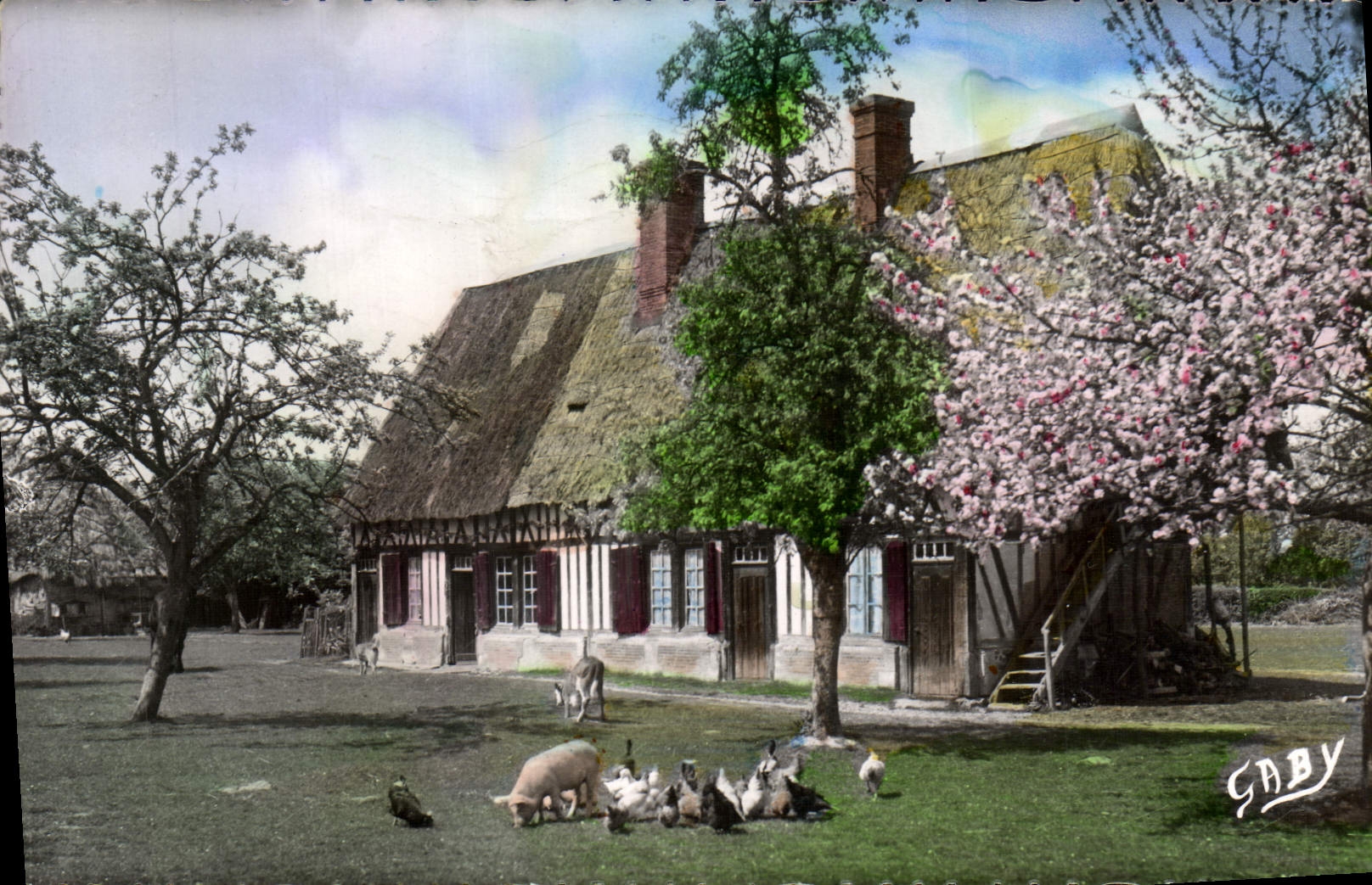 CPM La Normandie Ferme Normande et pommiers en fleurs Cochon Poules 