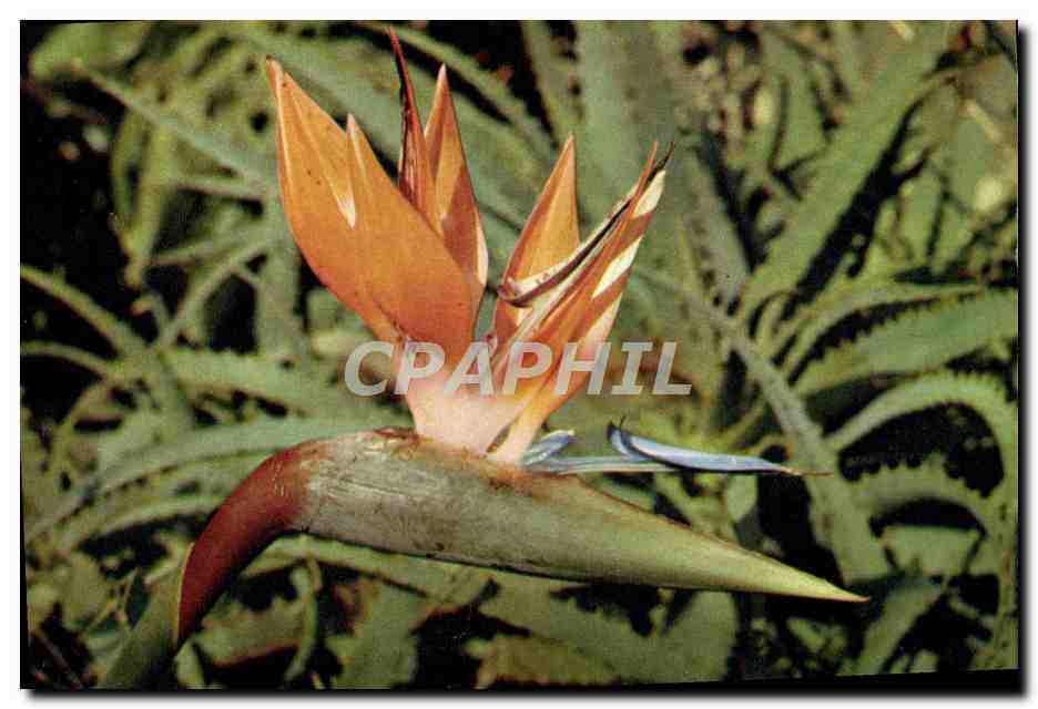 CPM Bird of Paradise Flower Strelifzia Reginae