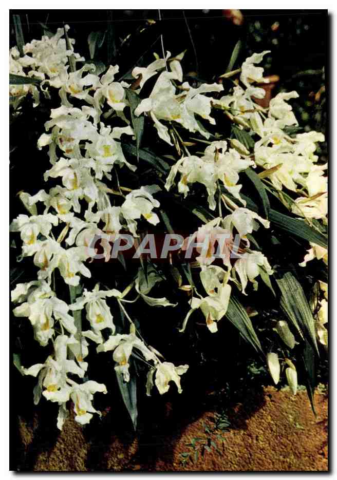 CPM White Rag Orchids Coelogyne Cristata Family Orchidaceae