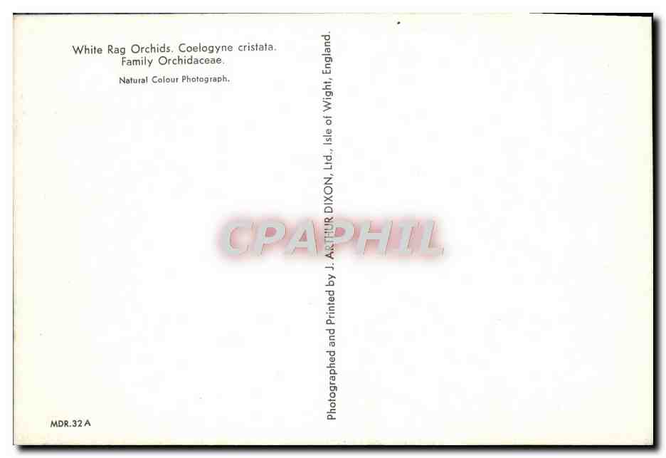 CPM White Rag Orchids Coelogyne Cristata Family Orchidaceae — Back