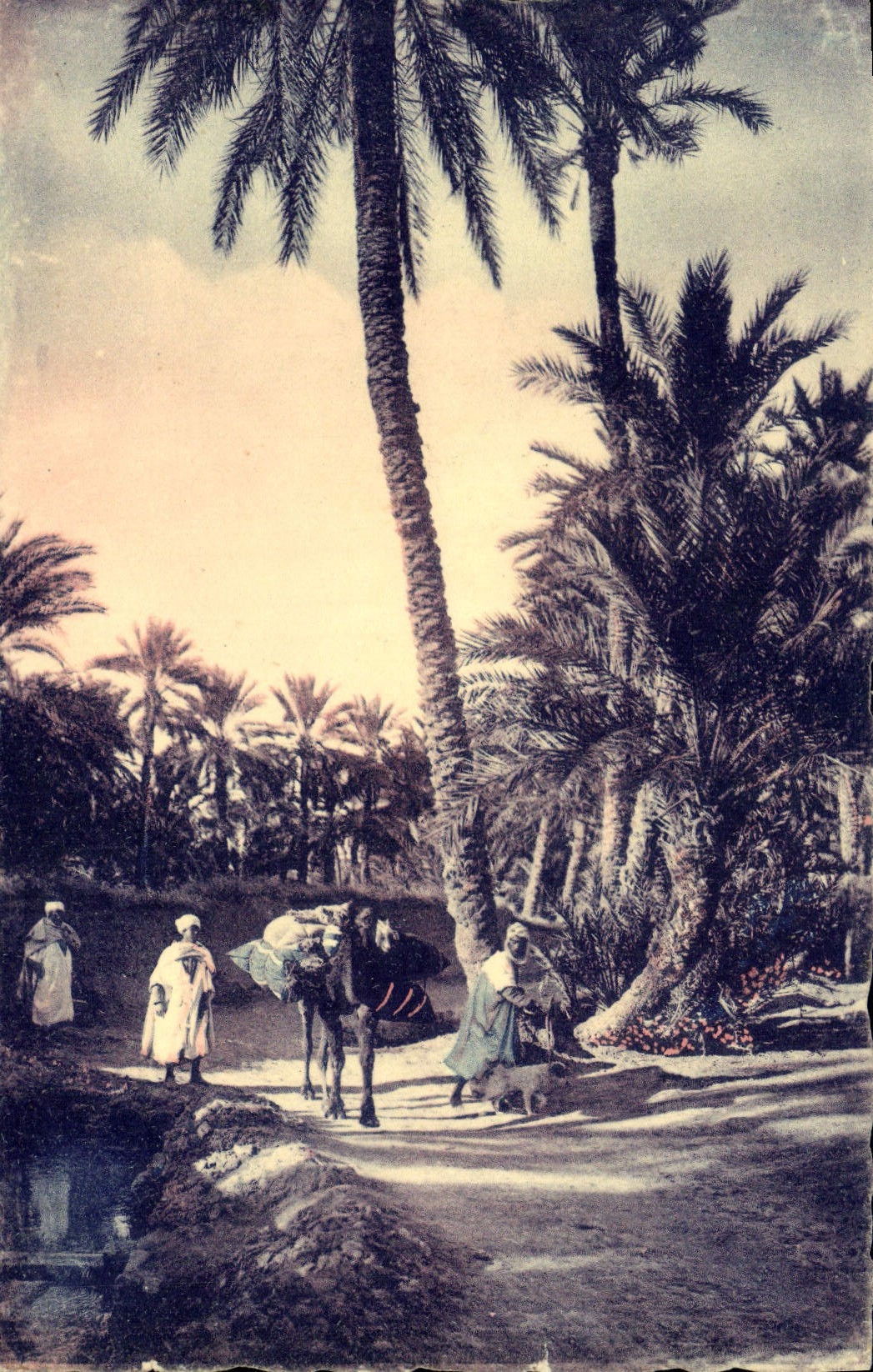 CPM Biskra Un Chemin dans la Palmeraie Chameau 