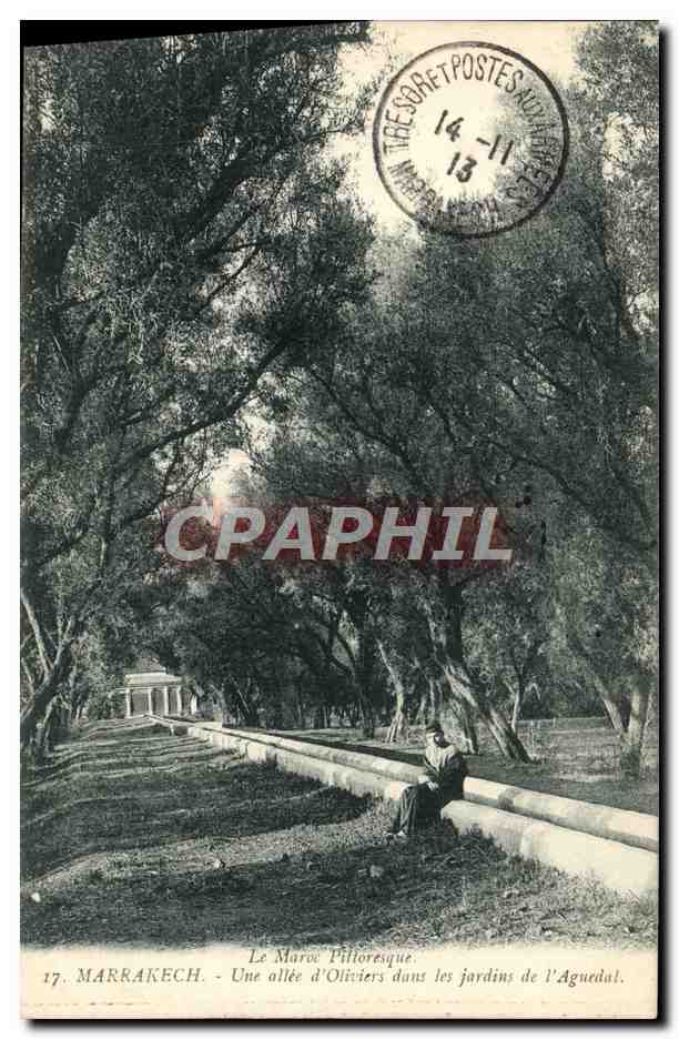 CPA Marrakech Une allee d'Oliviers dans les jardins de l'Aguedat
