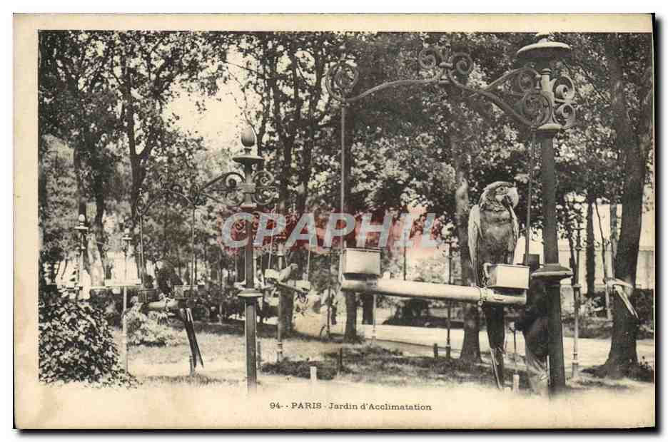 CPA Paris Jardin d'Acclimatation Zoo Perroquet