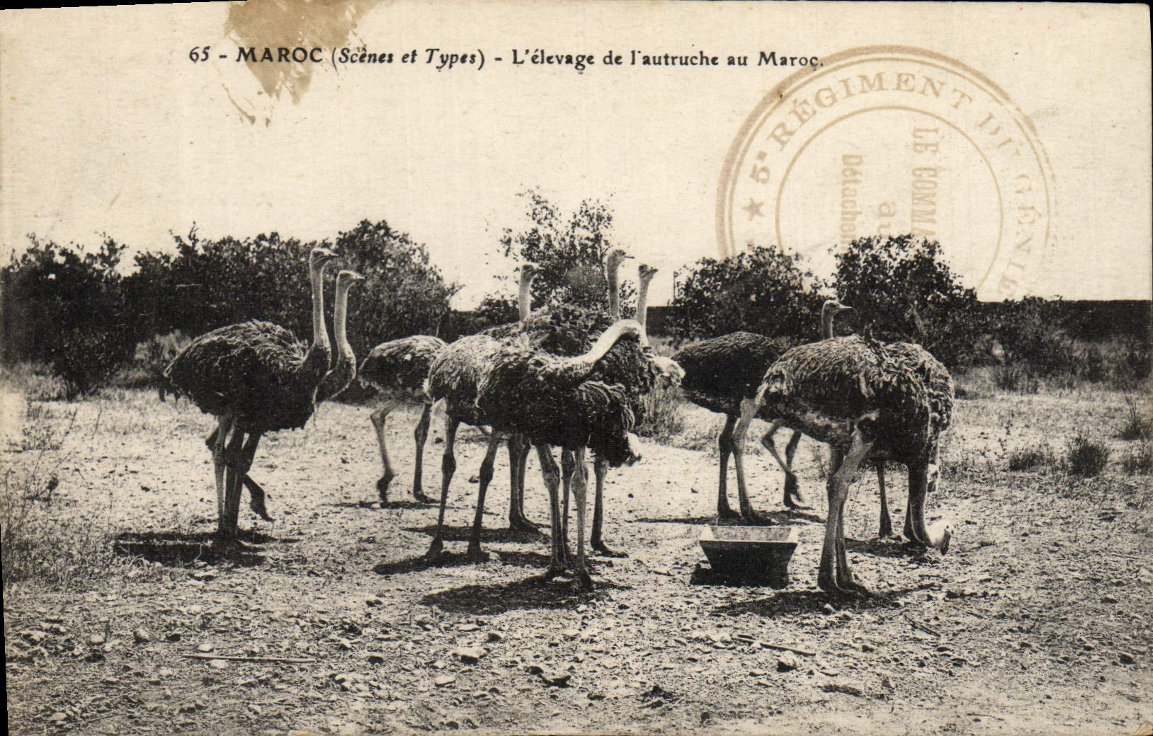 CPA Maroc L'Elevage De l'Autruche Au Maroc Autruche