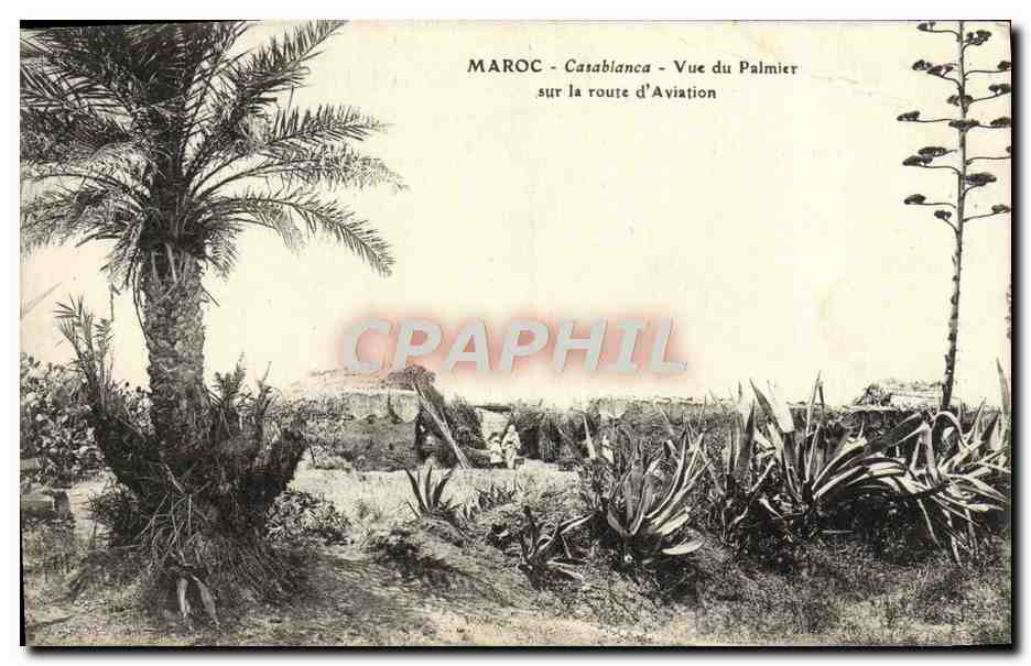 CPA Maroc Casablanca vue Du Palmier Sur La Route d'Aviation