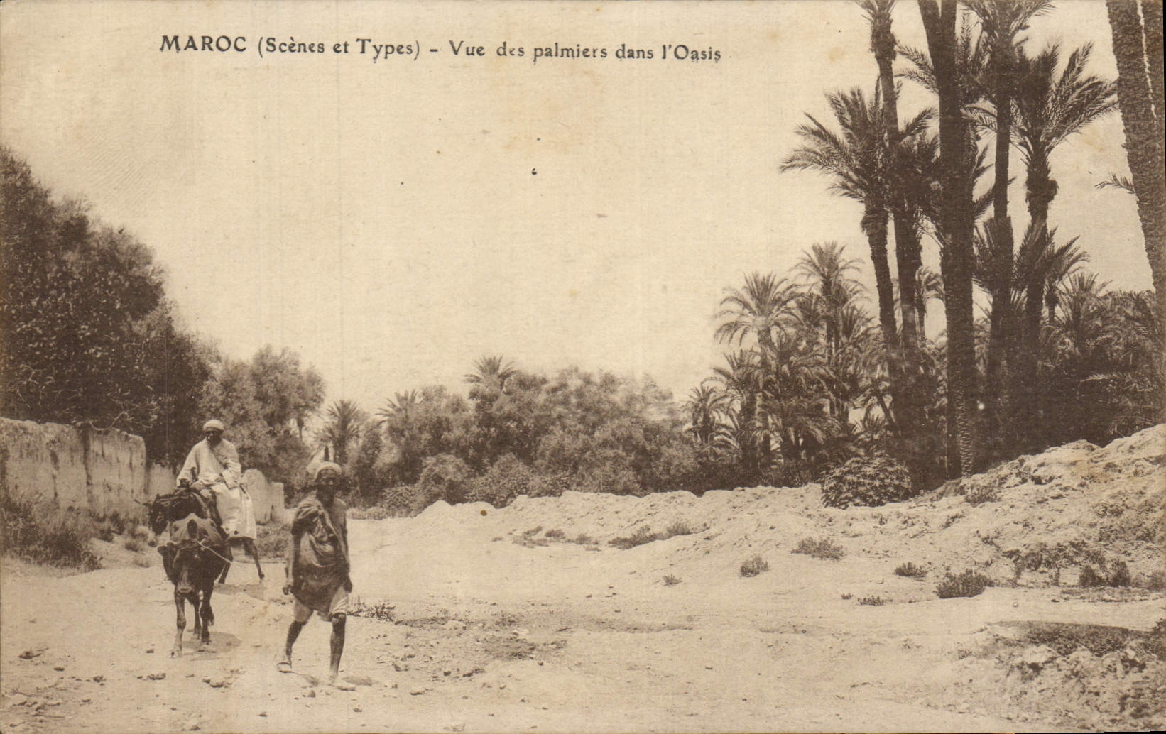 CPA Maroc Vue Des Palmiers Dans l'Oasis