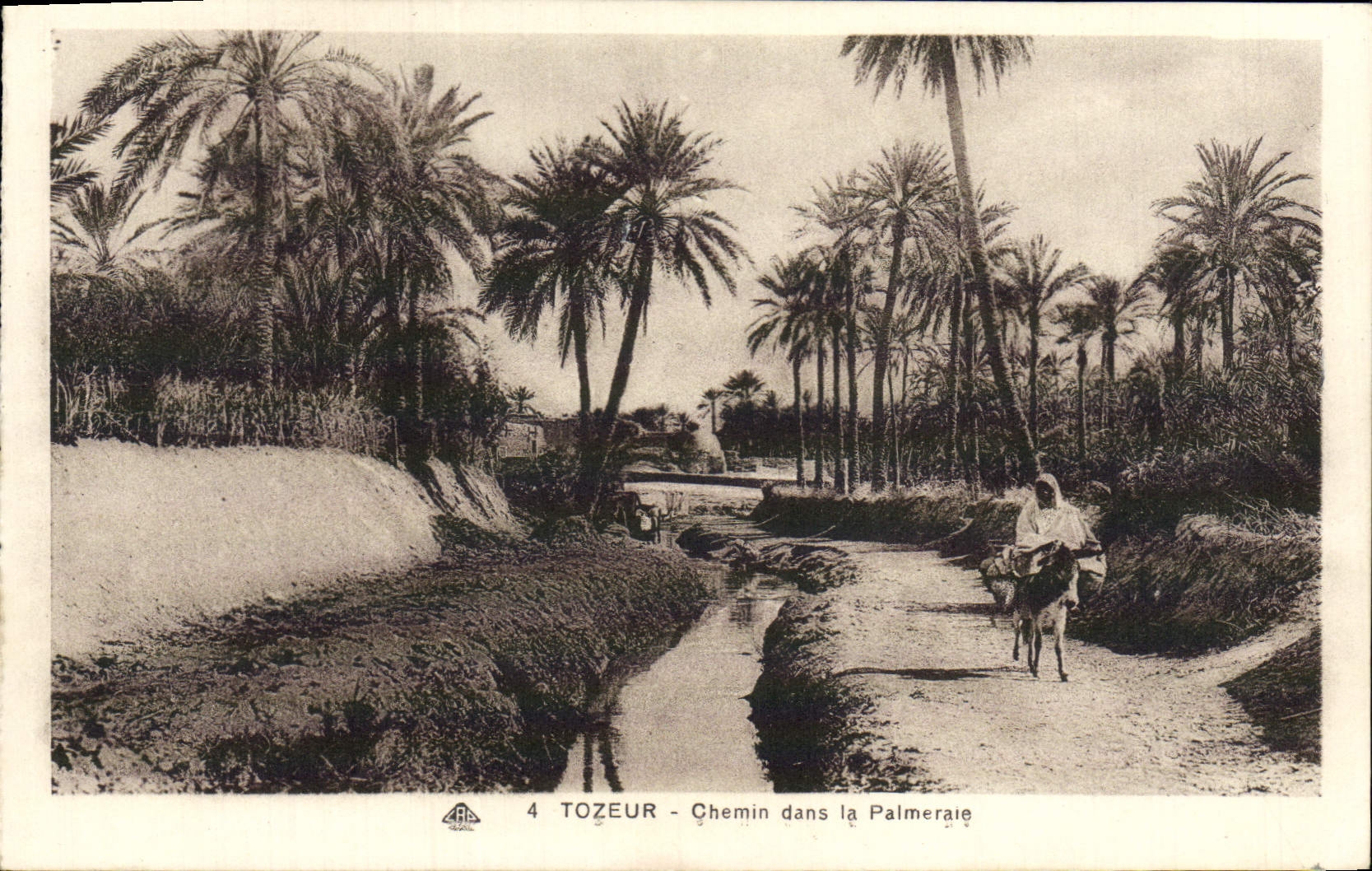 CPA Tozeur Chemin dans la Palmeraie