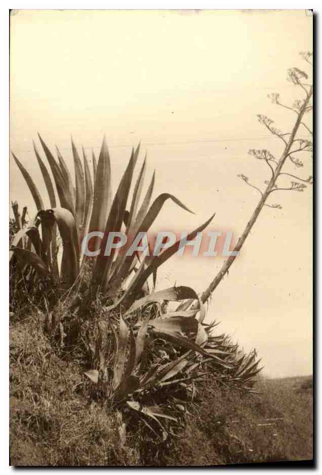 CPA Bizerte 1939 Aloes