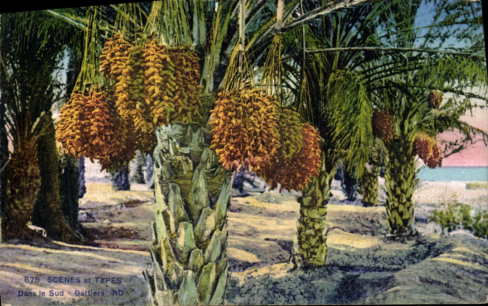 CPA Scenes et Types Dans le Sud Dattiers