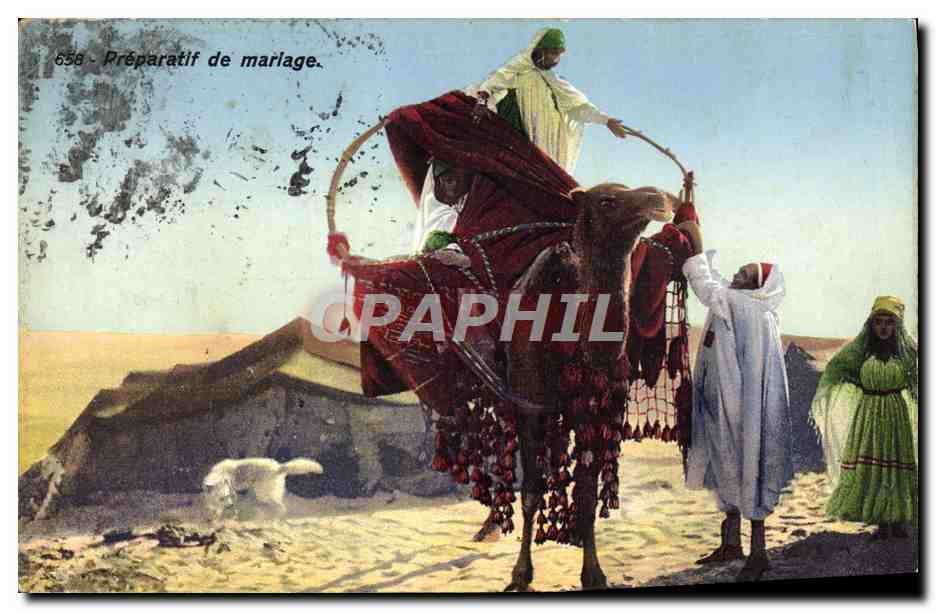 CPA Preparatif De Mariage Chameau
