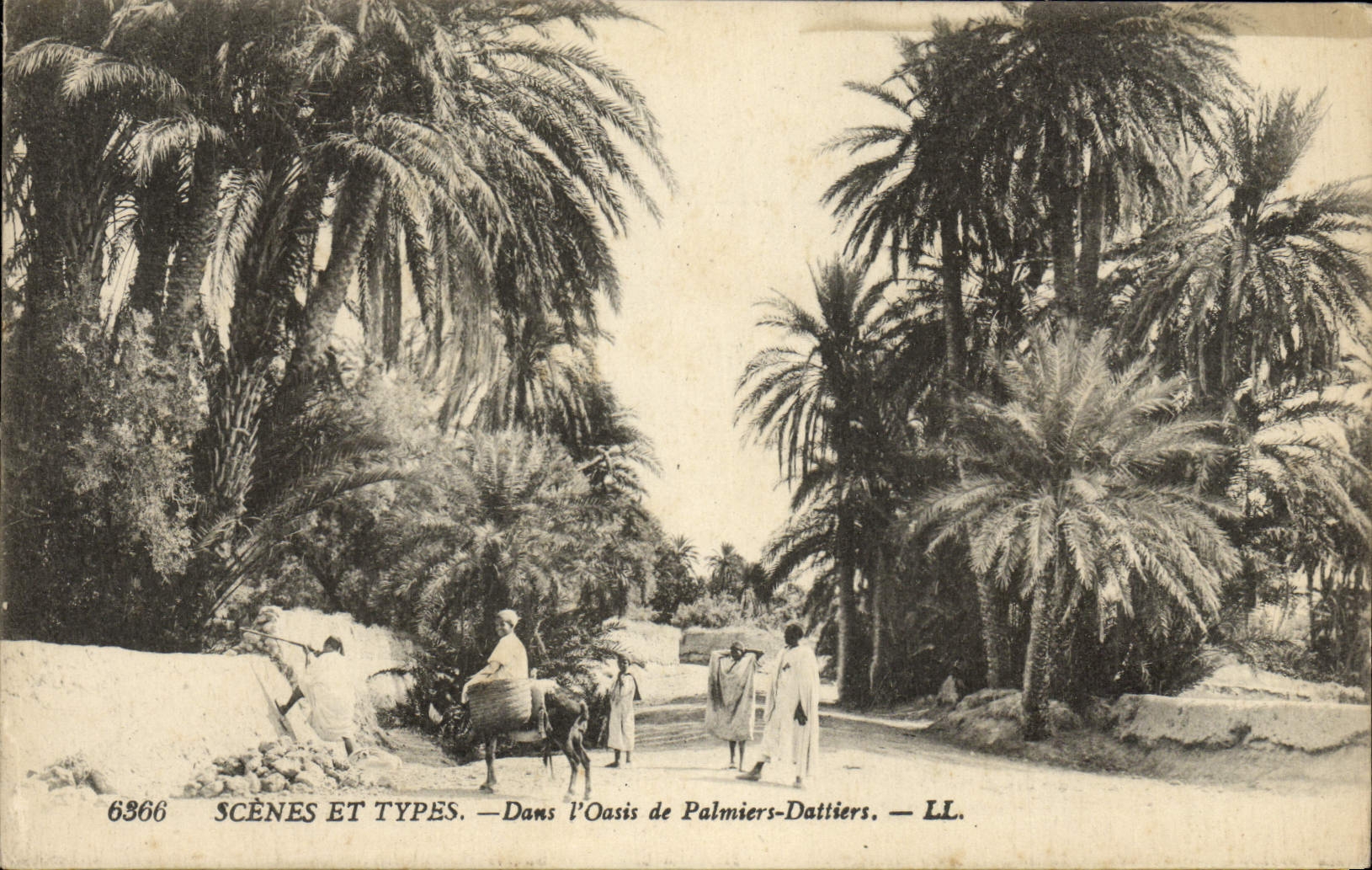 CPA Scenes Et Types Dans I'Oasis de Palmiers Dattiers
