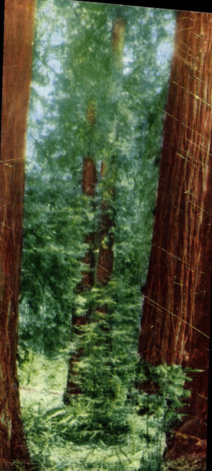 CPM Muir Woods National Monument Mill Valley California