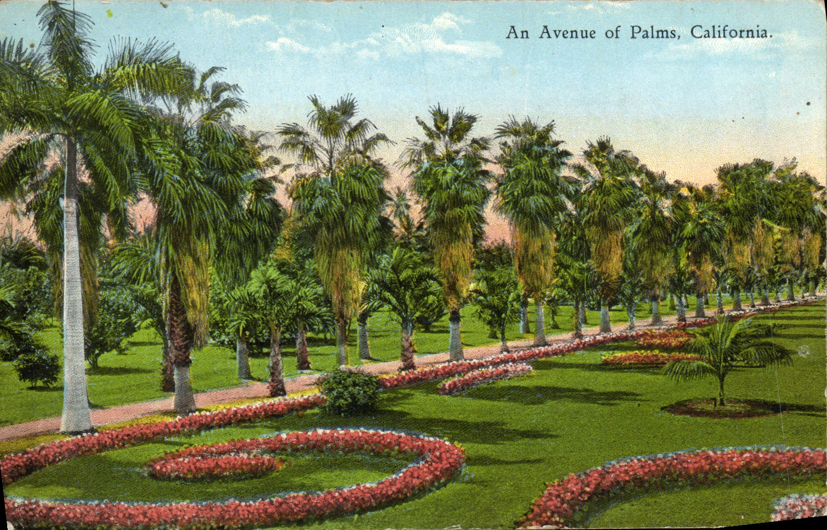 CPA An Avenue Of Palm California