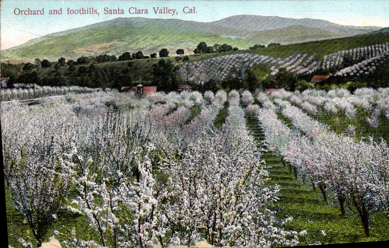 CPA Orchard And Foothills Santa Clara Valley Cal