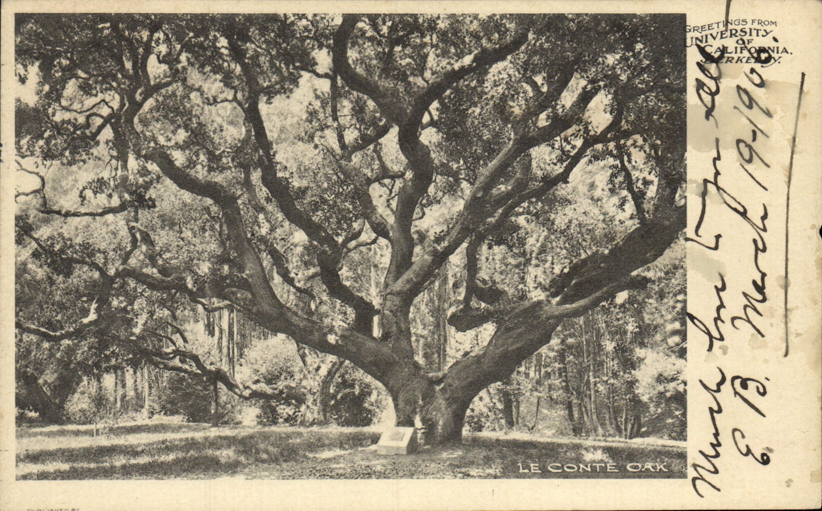 CPA Greetings From University Of California Le Conte oak
