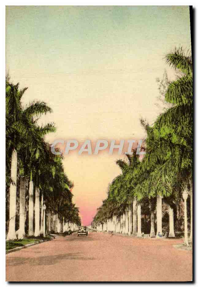CPA An Aisle Of Royal Palms