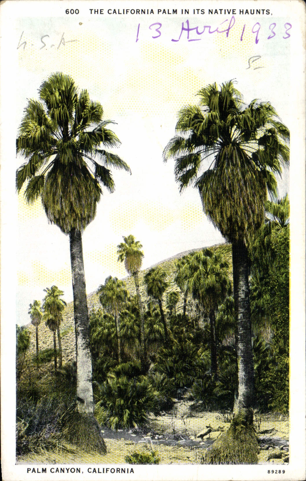 CPA The California Palm Its Native Haunts Palm Canyon California