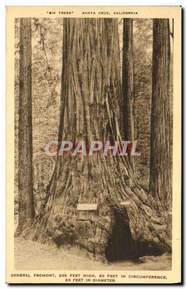 CPA Santa Cruz California General Fremont 60 Feet High Feet In Circumference 20 Feet In Diameter