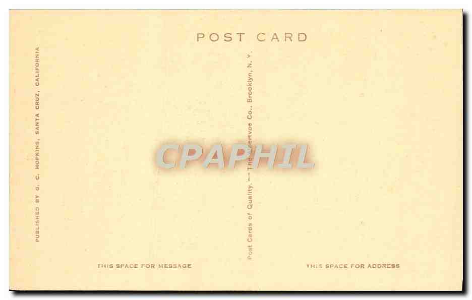 CPA Santa Cruz California Cathedral Group 110 Feet High Feet In Circuference — Rückseite