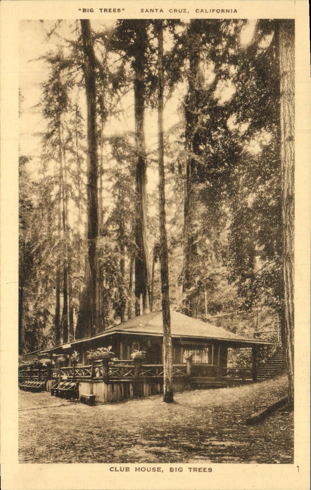 CPA Santa Cruz California Club House Big Tree