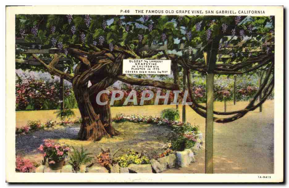CPA The Famous Old Grape Vine San Gabriel California