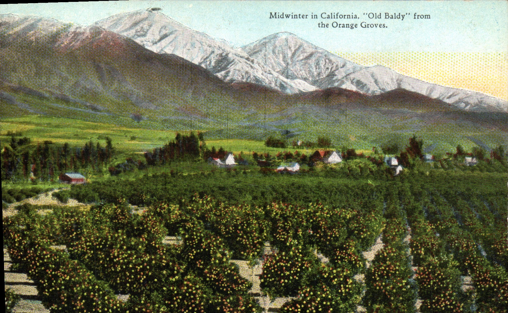 CPA Midwinter In California Old Baldy From The Orange Groves