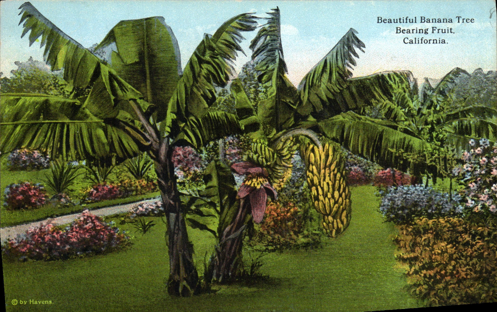 CPA Beautiful Banana Tree Bearing Fruit California