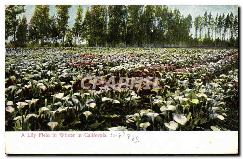 CPA A Lily Field In winter In California
