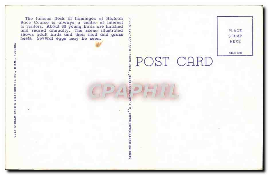CPA Flamingos And Nests At Hialeah Race Course Hialeah Fla Famants roses Oiseaux — Verso