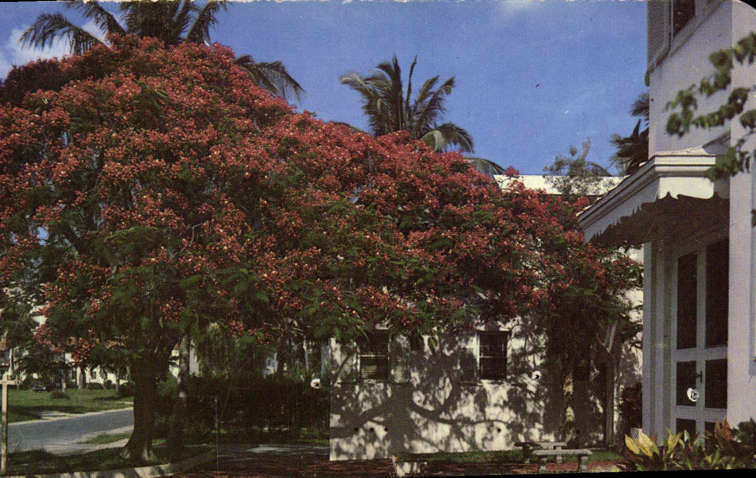 CPM Florida's Royal Poincianna In Bloom 