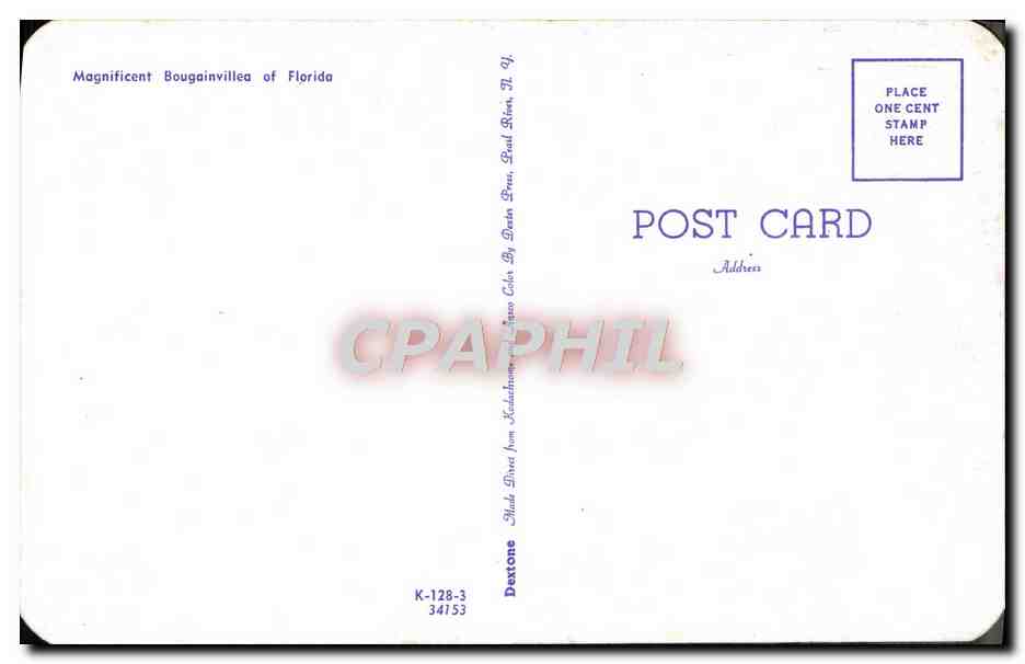 CPM Magnificent Bougainvillea Of Florida — Rückseite