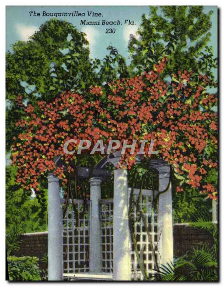 CPA The Bouqainvillea Vine Miami Beach Florida