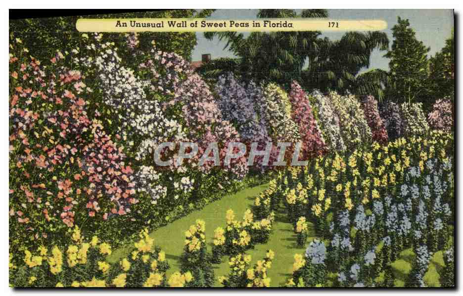 CPA An Unusual Wall Of Sweet Peas In Florida