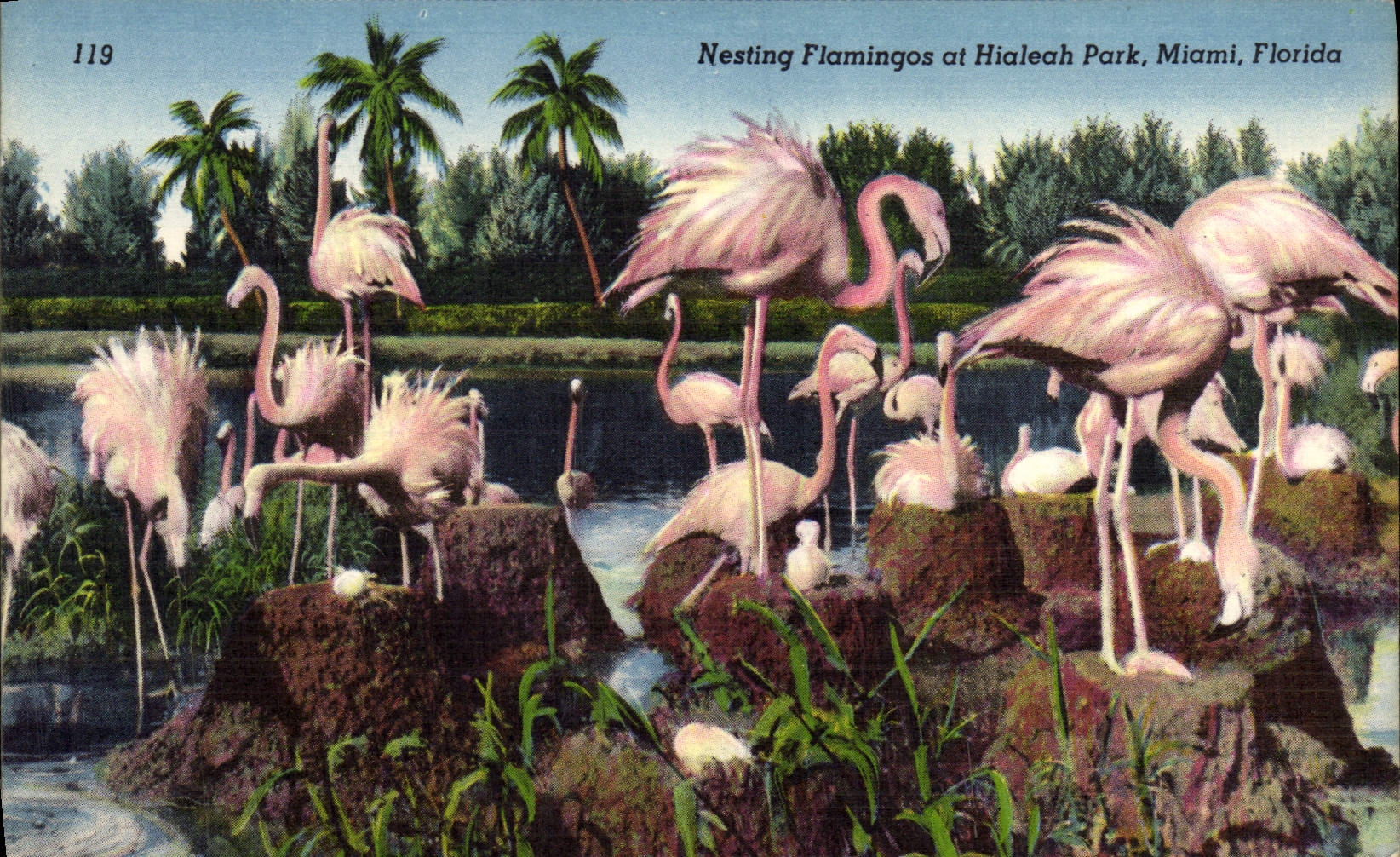 CPA Nesting Flamings At Hialeah Park Miami Florida Flamants roses Oiseaux