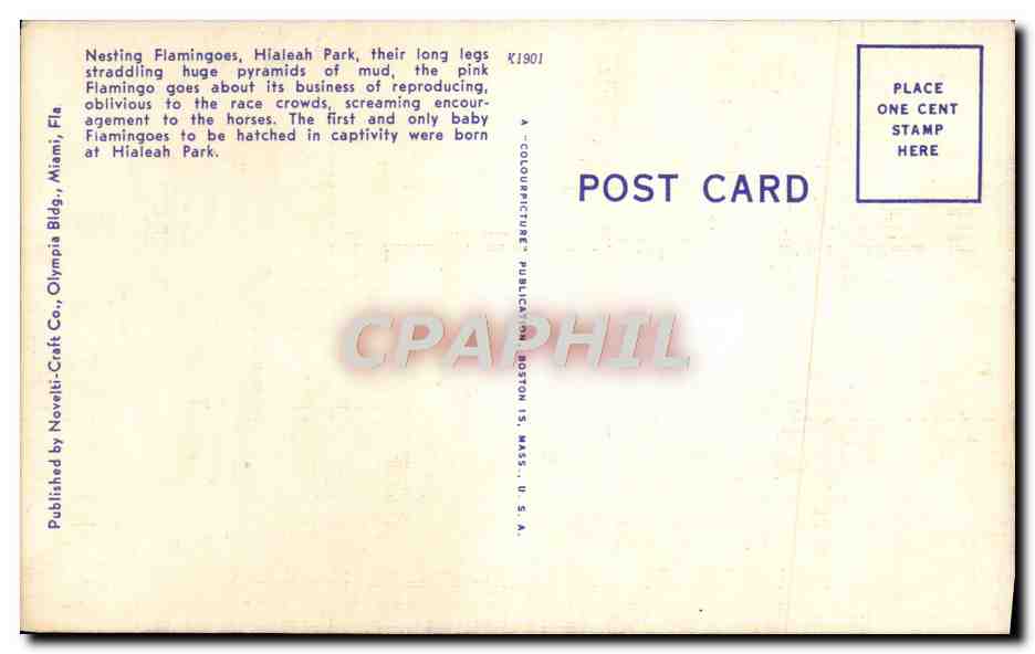 CPA Nesting Flamings At Hialeah Park Miami Florida Flamants roses Oiseaux — Rückseite