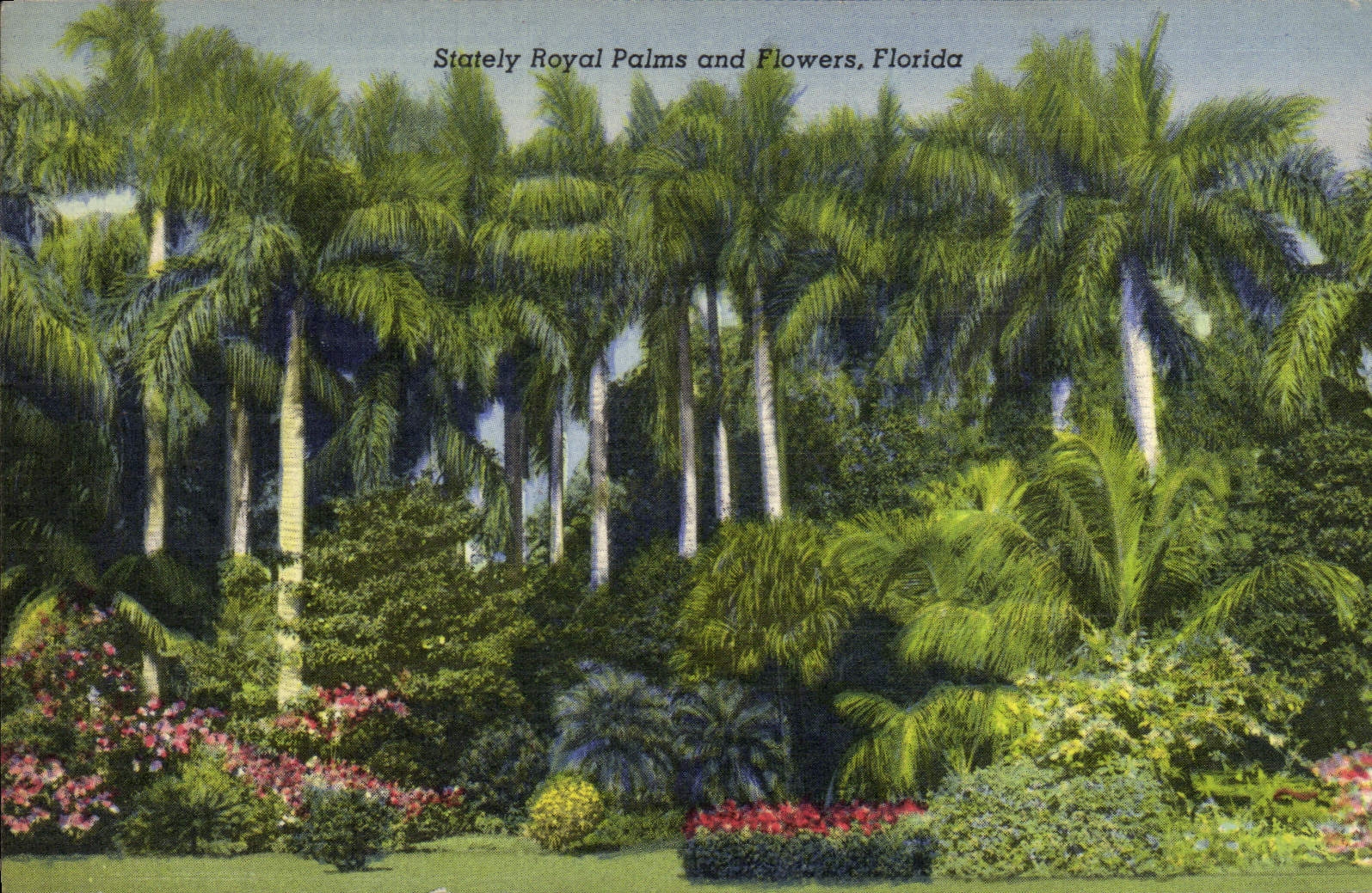 CPA Stately Royal Palms And Flowers Florida