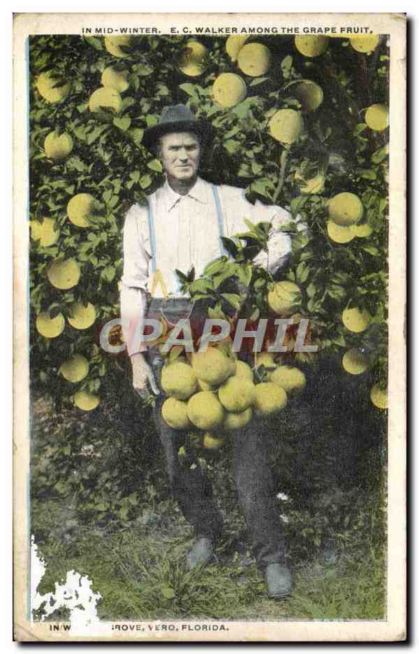 CPA In Midi Winter E C Walker Among The Grape Fruit Vero Florida