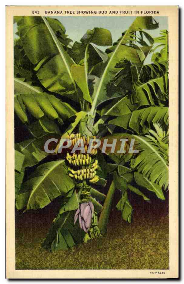 CPA Banana Tree Showing Bud And Fruit In Florida