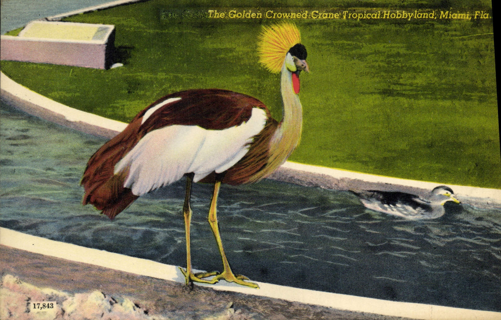 CPA The Golden Crowned Crane Tropical Hobbyland Miami Fla