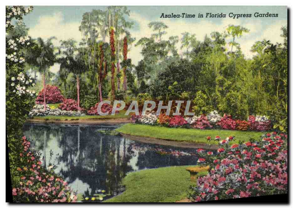 CPA Azalea Time In Florida Cypress Gardens